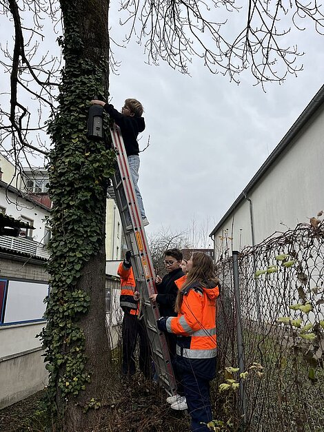 Schülerinnen und Schüler reinigen und kontrollieren Nistkästen